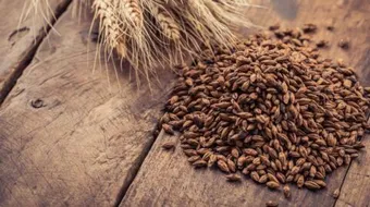 فوائد شراب الشعير للكلى