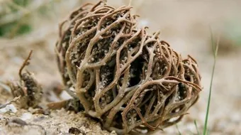 فوائد كف مريم للوجه