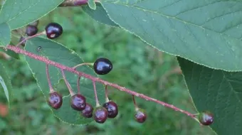 فوائد المحلب للمرأة