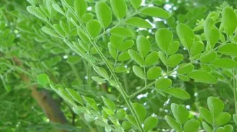 فوائد عشبة المورينجا