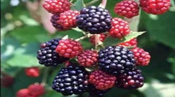 فوائد ورق التوت للتخسيس