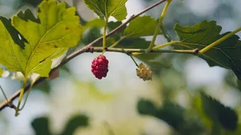 فوائد أوراق التوت