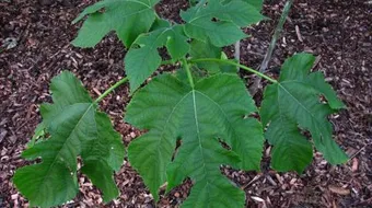 فوائد ورق التوت