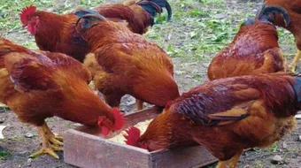 فوائد الدجاج البلدي