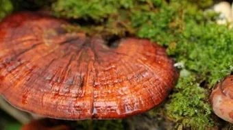 فوائد مسحوق الفطر