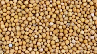 فوائد الخردل للعظام