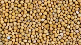 فوائد بذور الخردل للشعر