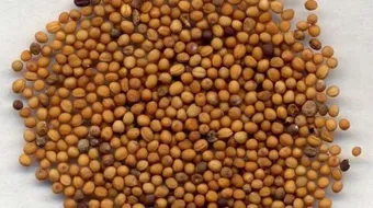 فوائد بذور الخردل للتخسيس