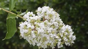 فوائد دهن الآس للشعر