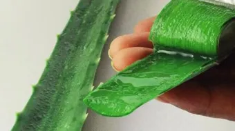 فوائد الصبار الطبيعي للشعر