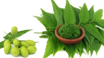 فوائد أوراق شجرة النيم للشعر