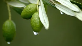 فوائد ورق الزيتون لعلاج السكر