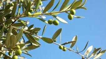 فوائد ورق الزيتون