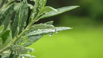 فوائد أوراق شجر الزيتون