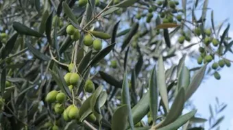 فوائد أوراق الزيتون