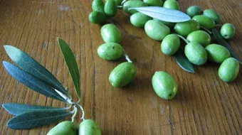 فوائد الزيتون للجسم