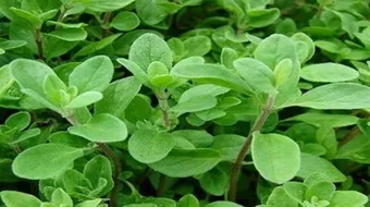 فوائد البردقوش للهرمونات