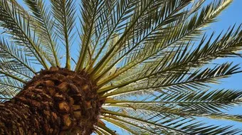 فوائد سعف النخل