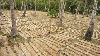 فوائد سعف النخيل