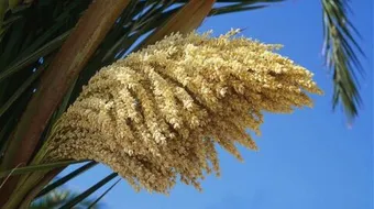 فوائد لقاح النخل للنساء