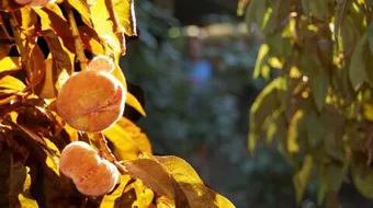 فوائد أوراق الخوخ