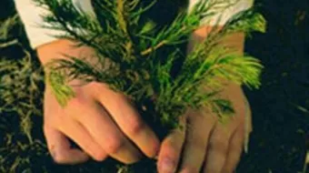 فوائد الغرس والزراعة