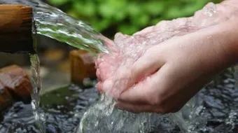 فوائد ماء اللقاح