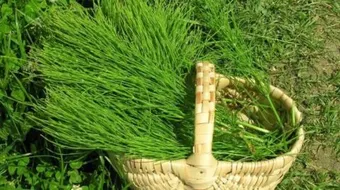 فوائد عشبة ذيل الحصان للشعر