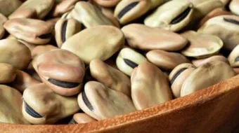 فوائد الفول للحامل