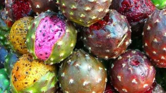 فوائد التين الشوكي