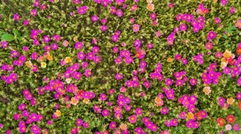 فوائد بذور الرجلة