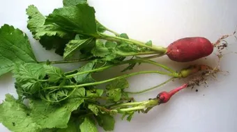 فوائد بذور الفجل