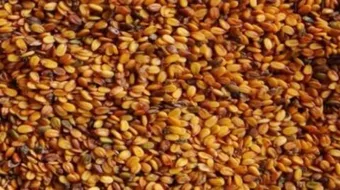 فوائد زيت حب الرشاد للشعر