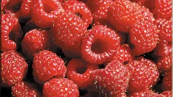 فوائد التوت الأحمر