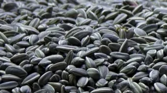 فوائد بذور دوار الشمس المحمص