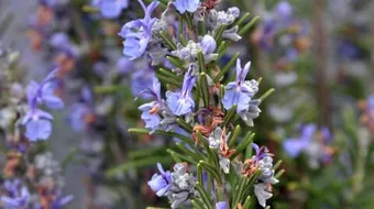 فوائد إكليل الجبل