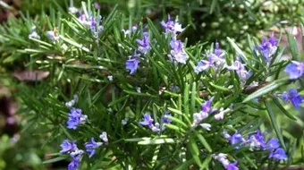 فوائد إكليل الجبل للرجيم