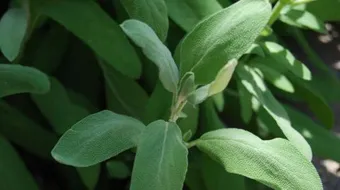 فوائد عشبة المرمية