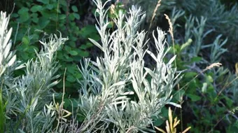 فوائد عشبة المرامية