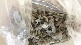 فوائد الميرمية للشعر