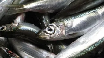 فوائد السردين للإنسان