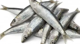 فوائد السردين للحامل