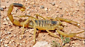 فوائد سم العقرب