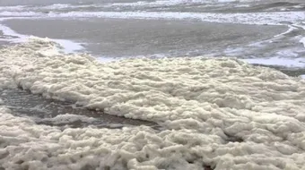 فوائد زبدة البحر