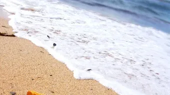 فوائد زبد البحر