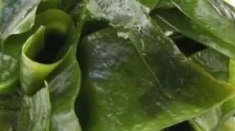 فوائد طحالب البحر للبشرة