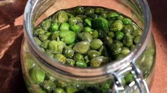 فوائد عشبة الشفلح