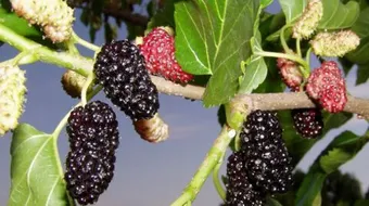 فوائد التوت الشامي