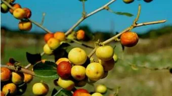 فوائد ثمار السدر