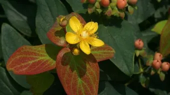 فوائد عشبة سانت جون